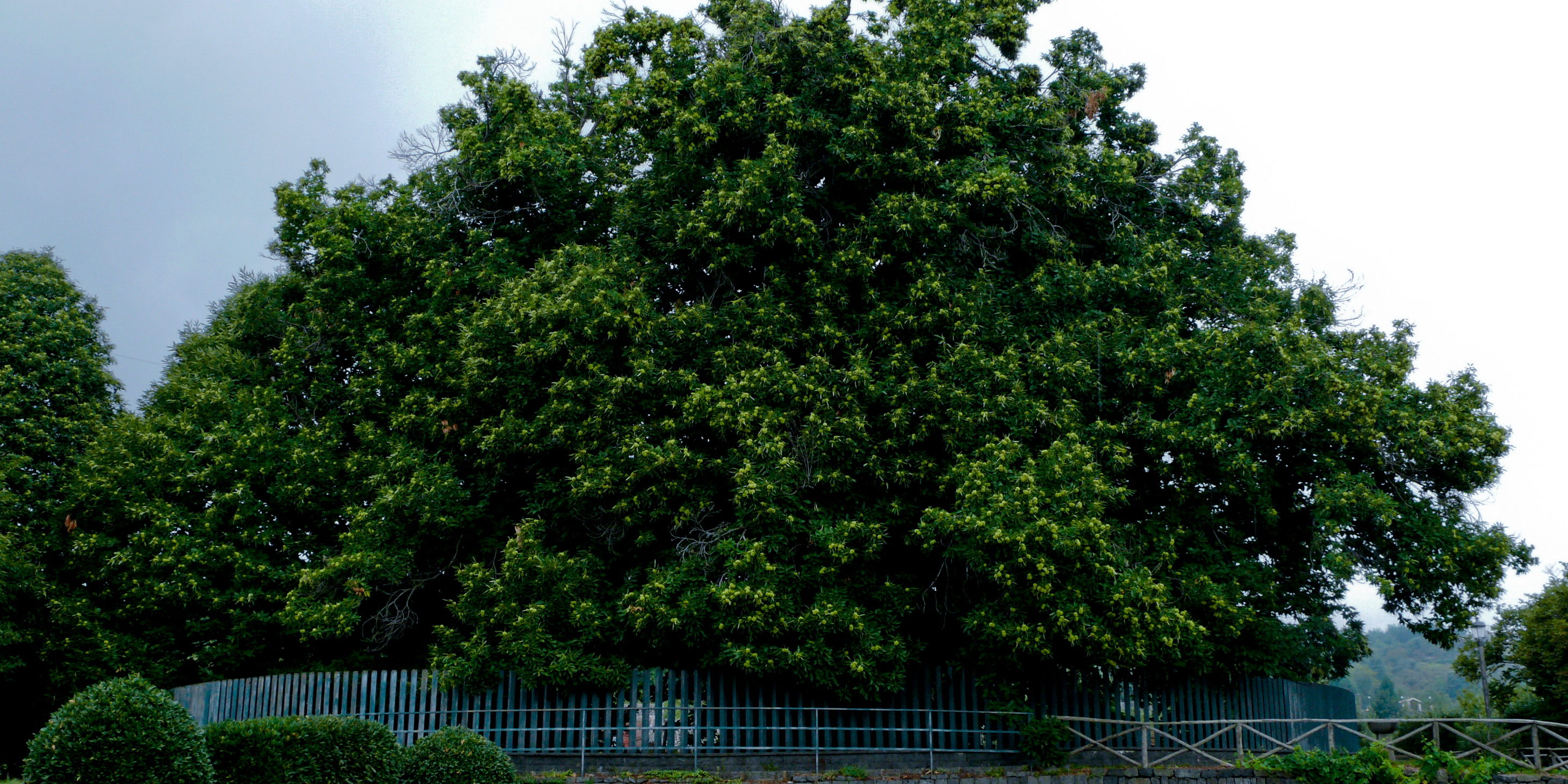 31 – Castagno Cento cavalli