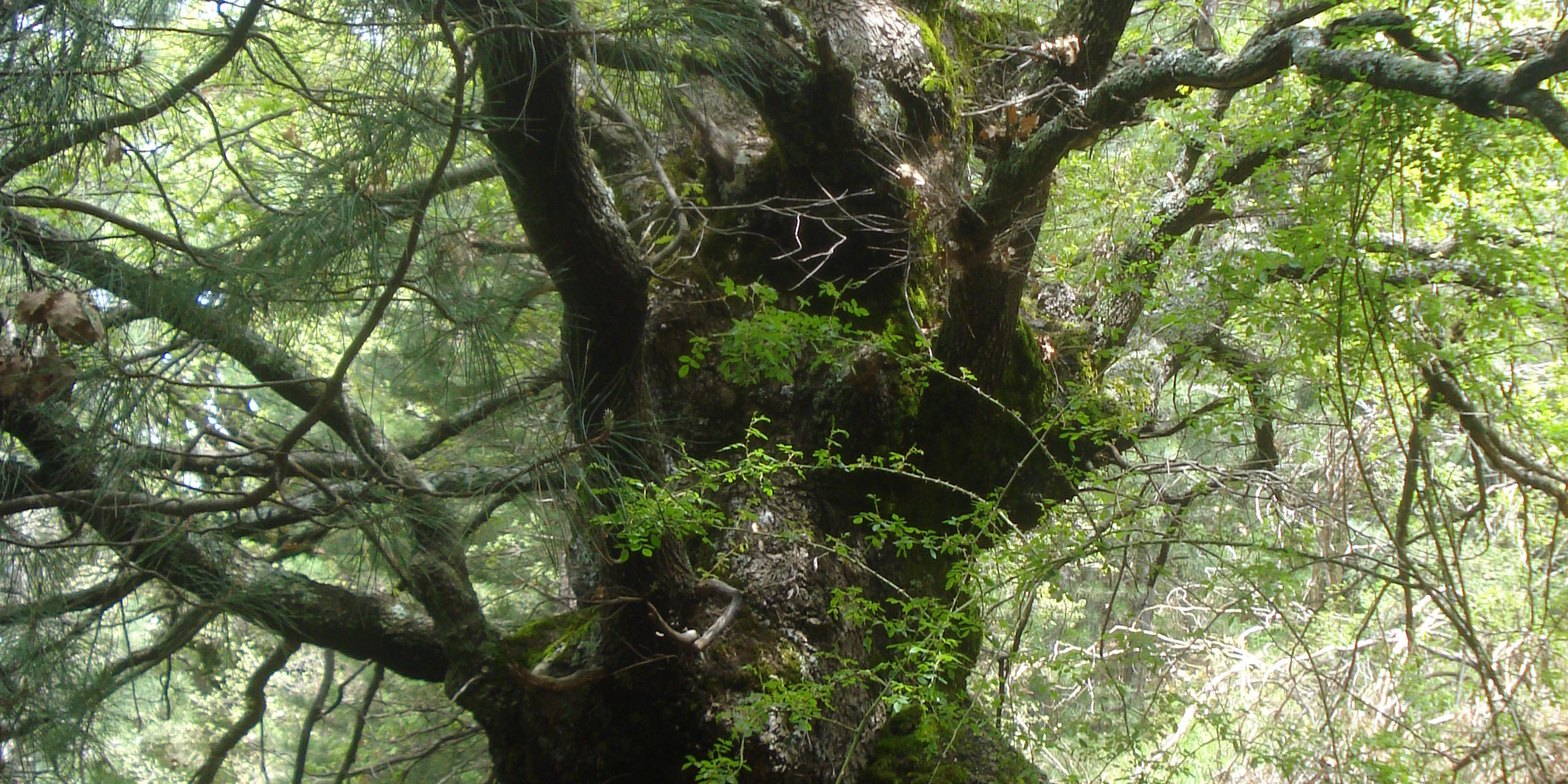 46 – monte egitto