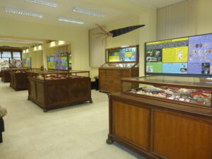 Museo Paleontologia Catania- Foto Rossana Sanfilippo nr 1