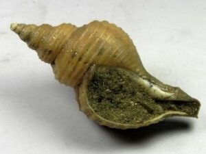 Neptunea contraria