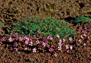 Saponaria sicula