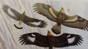 Aquila reale
