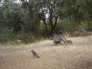 Gatta selvatica con gattini