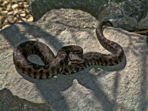 Vipera dell'Etna