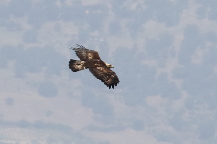 aquila_reale_1