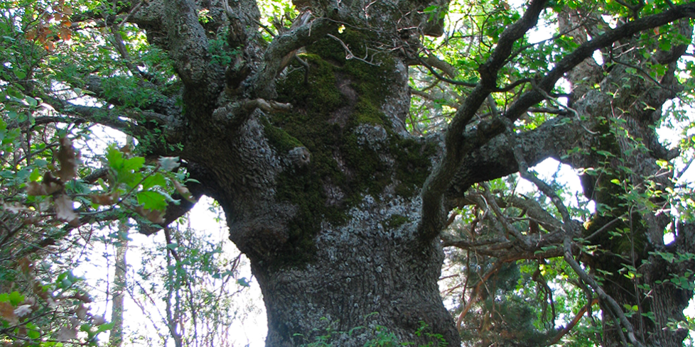 monte egitto