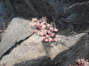 Etna fioritura di Sedum