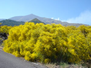 Genista aetnensis